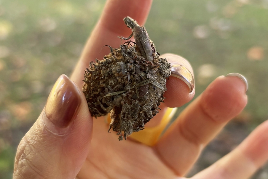 Close-up of a hand holding a small, dirt-covered seed or nut with a sprouting shoot.