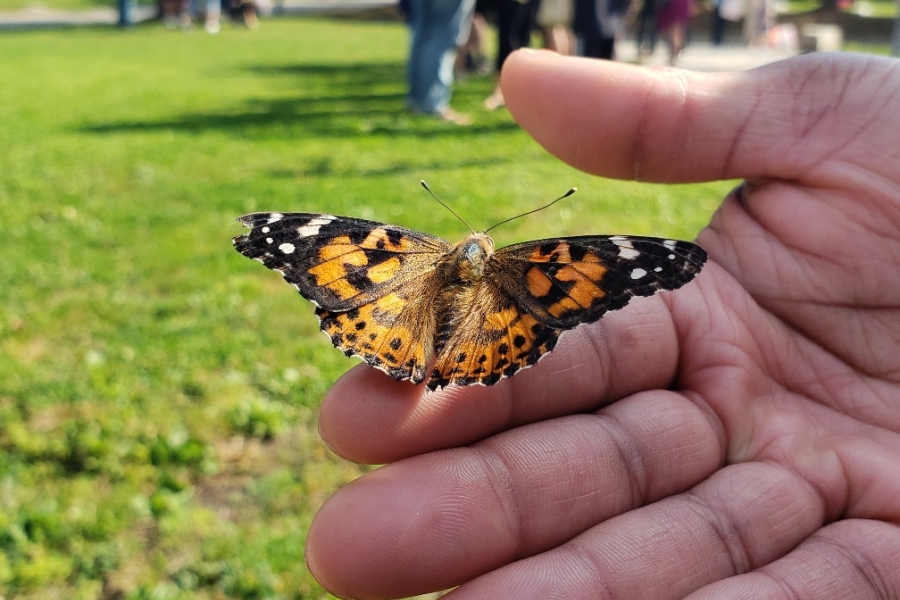 Butterfly on palm