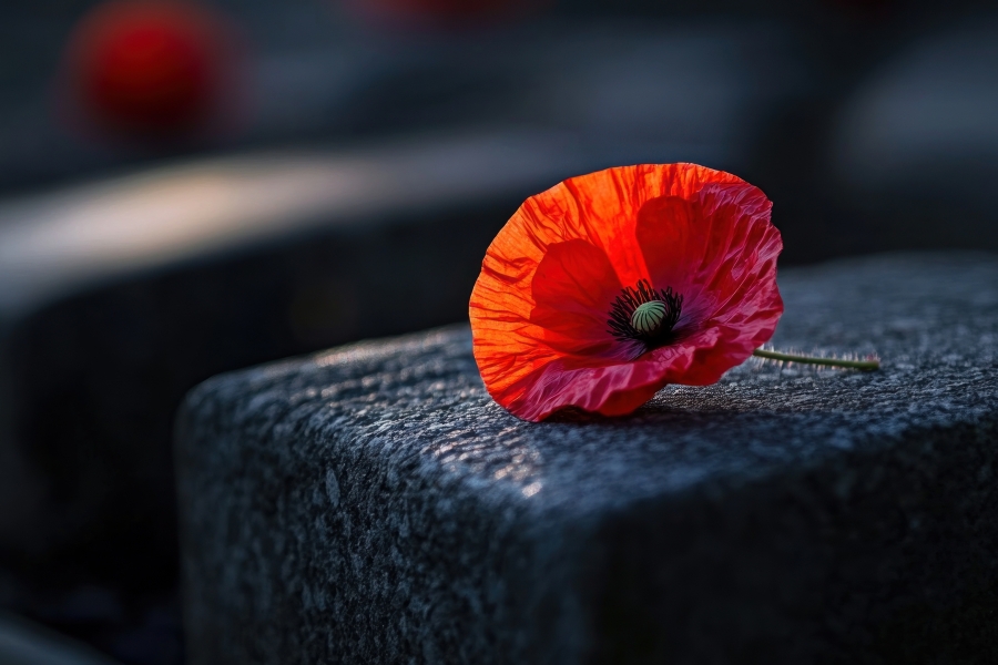 A red poppy placed on a stone, representing remembrance of soldiers who died in the First World War.