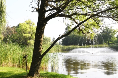 Scenic view of a pond with a water fountain in the center, surrounded by tall grasses and lush green trees. A large tree with spreading branches is in the foreground, casting shade over the grassy area near the water.