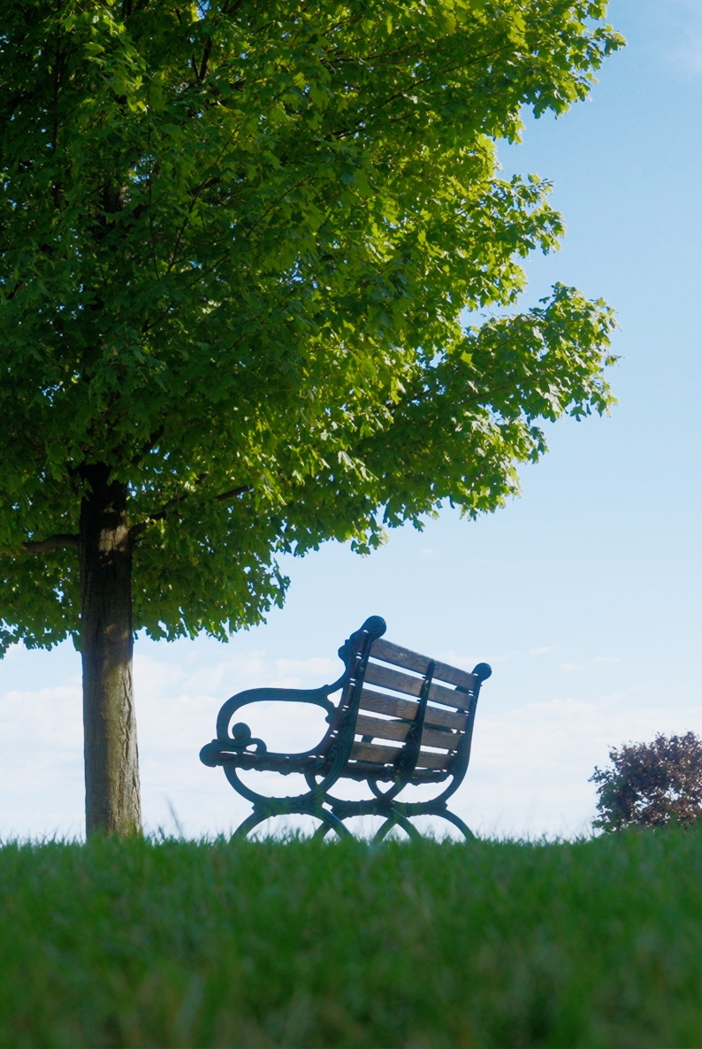 Wooden bench under a large green tree on grass with a clear blue sky in the background.