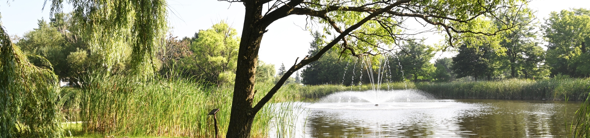 Scenic view of a pond with a water fountain in the center, surrounded by tall grasses and lush green trees. A large tree with spreading branches is in the foreground, casting shade over the grassy area near the water.