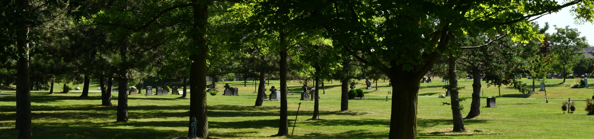 trees and grass in scattering area