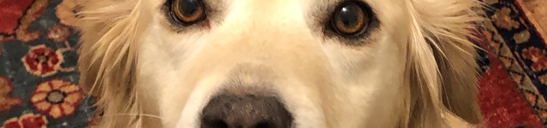 close up of dog face